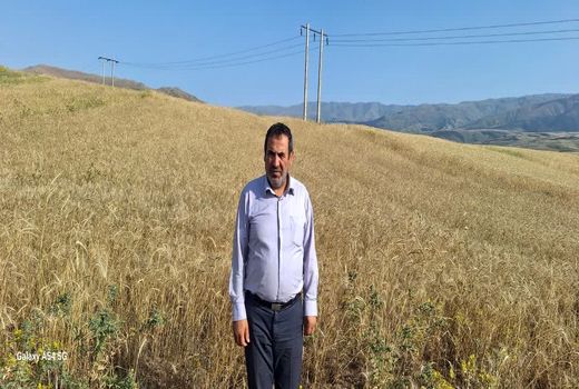 تولید ۶۸۰ هزار تن گندم توسط ۹۴ هزار بهره‌بردار کشاورزی آذربایجان شرقی