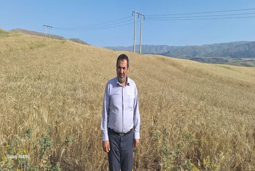 تولید ۶۸۰ هزار تن گندم توسط ۹۴ هزار بهره‌بردار کشاورزی آذربایجان شرقی