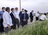 بازدید رئیس سازمان جهاد کشاورزی استان تهران از مزرعه ۶۰ هکتاری در جوادآباد