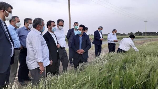 بازدید رئیس سازمان جهاد کشاورزی استان تهران از مزرعه ۶۰ هکتاری در جوادآباد