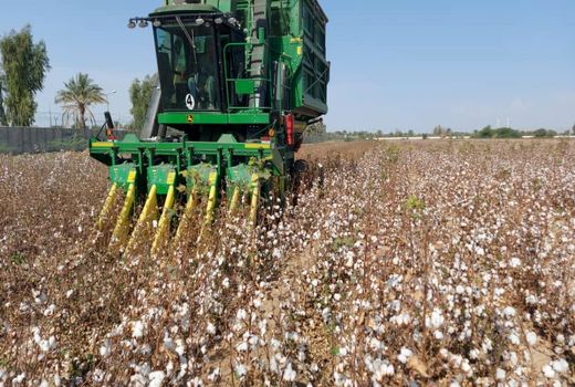 برداشت پنبه در سیستان و بلوچستان آغاز شد