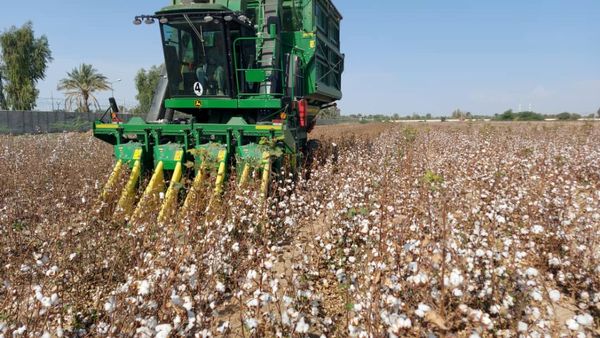 برداشت پنبه در سیستان و بلوچستان آغاز شد