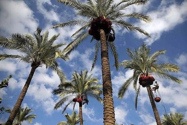 آغاز برداشت رطب در استان بوشهر/ ۱۱۵ هزار تن خرما تولید می‌شود