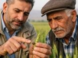 آغاز ورود سن های زمستان گذران به مزارع غلات و لزوم آماده‌باش کشاورزان

