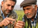 آغاز ورود سن های زمستان گذران به مزارع غلات و لزوم آماده‌باش کشاورزان
