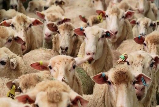 ماهانه حدود 13 هزار تن کنسانتره بین دامداران خراسان شمالی توزیع می‌شود