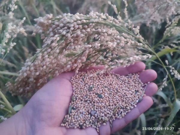 برداشت ارزن دانه‌ای از ۵ هکتار اراضی دیم کازرون