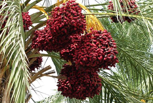 ساخت سردخانه‌های هزار تنی برای تکمیل زنجیره خرما در طبس