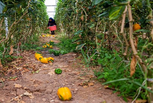 تولید سالانه ۸۰ هزار تن فلفل دلمه ای در استان اصفهان