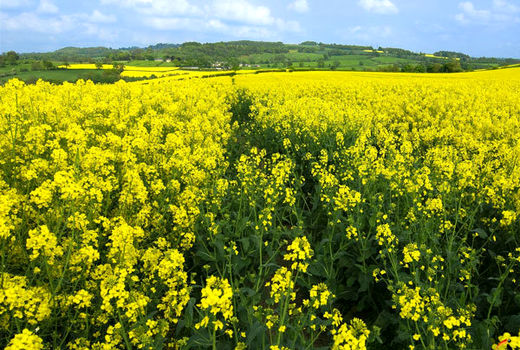برآورد تولید کلزا در کردستان پنج هزار تن است
