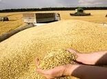 کاهش 80 درصدی تحویل گندم به سیلوهای خراسان شمالی
