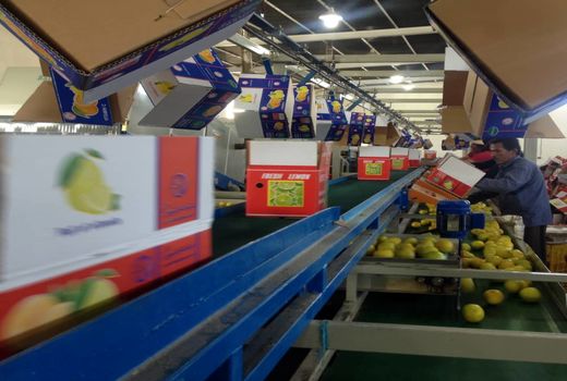 جهرم، نخستین شهر فارس در بسته‌بندی مکانیزه محصولات باغی