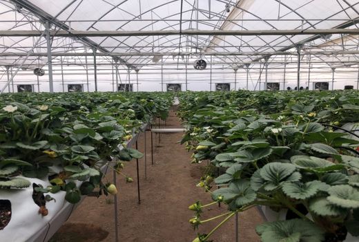 افتتاح گلخانه هیدروپونیک «جوانه سبز برساد» در کرمان