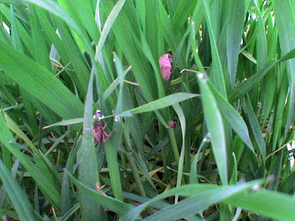 آغاز مبارزه با سن مادر در مزاع گندم شهرستان آوج