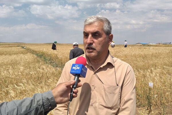 دستیابی به رکورد جدید تولید هسته‌های اولیه بذر در کشور