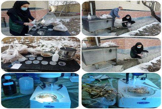 ردیابی نماتدهای خسارتزای گیاهی با اولویت نماتد گره ریشه در گلخانه های اسکو