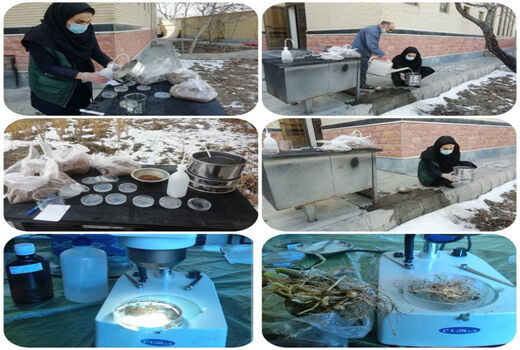 ردیابی نماتدهای خسارتزای گیاهی با اولویت نماتد گره ریشه در گلخانه های اسکو