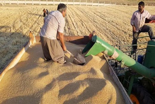 خرید ۹۰ هزار تن گندم از کشاورزان توسط تعاون روستایی آذربایجان‌غربی