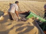 خرید ۹۰ هزار تن گندم از کشاورزان توسط تعاون روستایی آذربایجان‌غربی