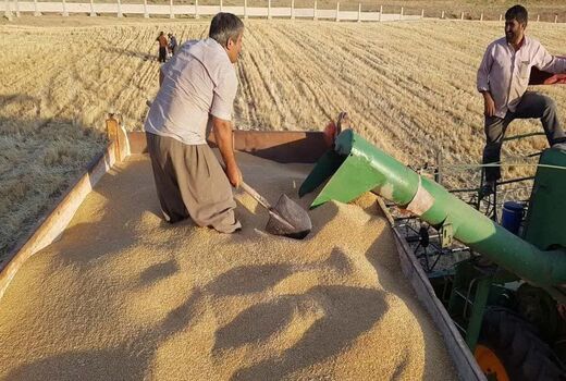خرید ۹۰ هزار تن گندم از کشاورزان توسط تعاون روستایی آذربایجان‌غربی