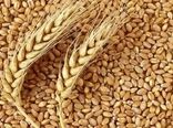 مدیریت تغذیه بهینه گندم مهمترین راهکار  افزایش تولید این محصول است