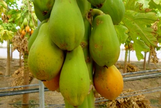 الگوی تولید در گلخانه‌های استان بوشهر تغییر کرد 