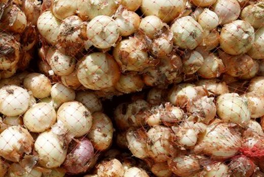 میانگین برداشت پیاز در خراسان شمالی از میانگین کشوری بالاتر است