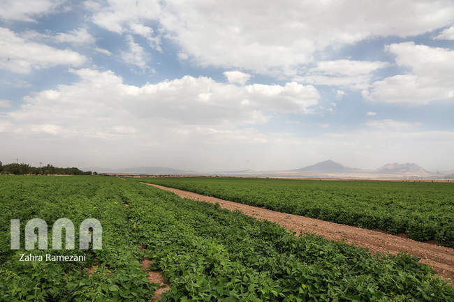 خلاقیت کشاورز خمین برای صرفه جویی آب
