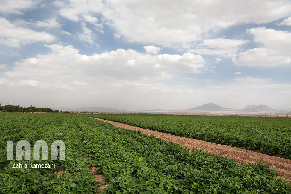 خلاقیت کشاورز خمین برای صرفه جویی آب