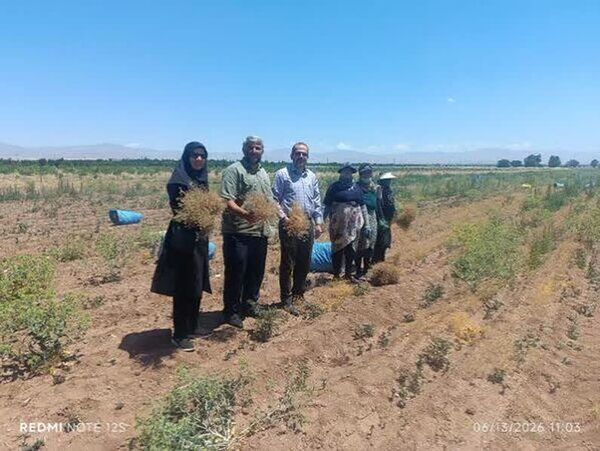 برداشت زیره سبز دیم در قزوین؛ گامی برای توسعه کشت‌های کم‌آب‌بر