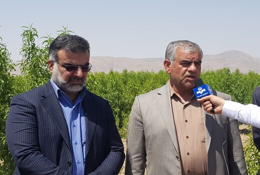  آبیاری تیپ موضعی در مزارع برنج فارس،  برای اولین بار در کشور