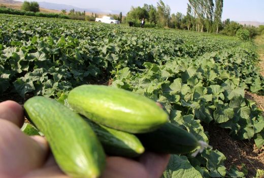  برداشت ۷۴ هزار تُن محصول جالیزی در کردستان