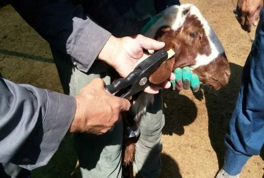 160 هزار دام در شهرستان ری پلاک کوبی و هویت گذاری شدند