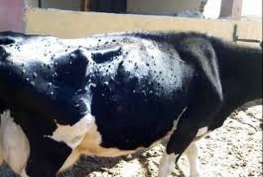 آموزش کارشناسان و بهره برداران شهرستان رفسنجان با بیماری لمپی اسکین