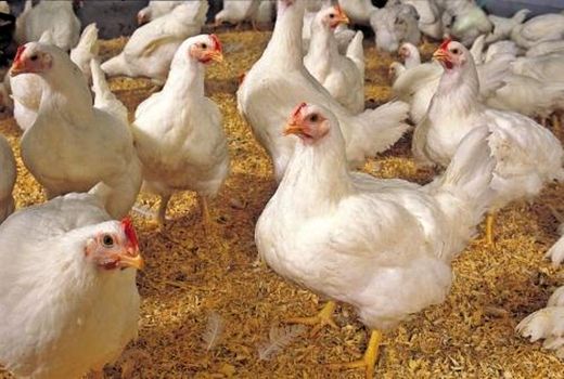 برنامه‌ریزی توسعه مرغ نژاد آرین در استان خراسان رضوی