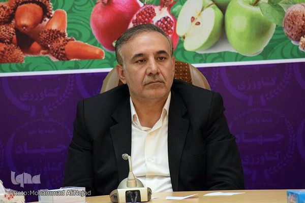 تاکنون ۲۶۵ هزار تن گندم مازاد بر نیاز کشاورزان لرستانی خریداری شده است