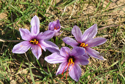 54 هکتار از اراضی کشاورزی  استان قزوین به زیر کشت زعفران رفت