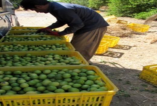 خرید حمایتی لیموترش در قیروکارزین آغاز می شود