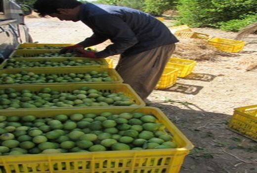 آغاز برداشت لیمو ترش در لارستان