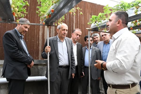 افزایش ۲۰ درصدی تولید توتفرنگی گلخانهای در آذربایجان شرقی/ تولید سالانه به ۴۵۰ تن رسید
