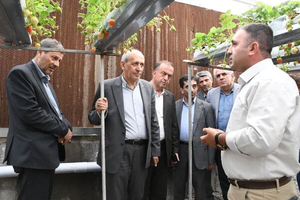 افزایش ۲۰ درصدی تولید توت‌فرنگی گلخانه‌ای در آذربایجان شرقی/ تولید سالانه به ۴۵۰ تن رسید