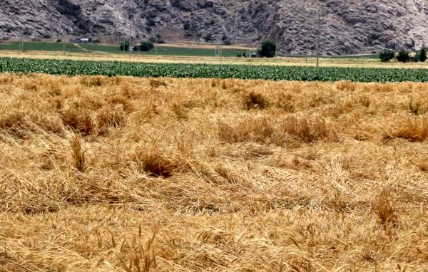 امهال تسهیلات بهرهبرداران بخش کشاورزی خسارتدیده