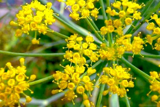 صدور شیره آنغوزه همراه با ناخالصی
