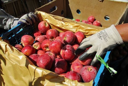 تولید 4.2 میلیون تن سیب درختی در سال 1400 