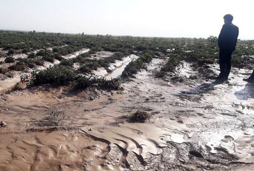 خسارت سیل به ۵۱۰ هکتار عرصه کشاورزی خراسان شمالی 