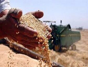 دولت از فرایند خرید تضمینی گندم کناره گیری کند