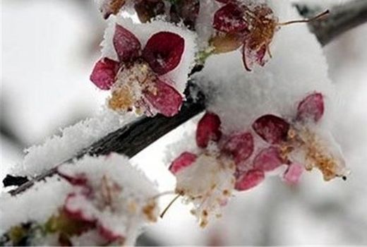 خسارت ۶۰ تا ۱۰۰ درصدی سرما به درختان میوه پیش‌رس استان البرز 