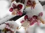 خسارت ۶۰ تا ۱۰۰ درصدی سرما به درختان میوه پیش‌رس استان البرز 