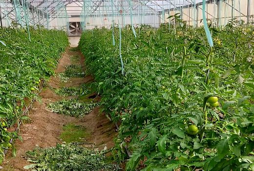 سرمایه‌گذار متقاضی احداث گلخانه‌ در اصفهان منتظر تسهیلات هستند