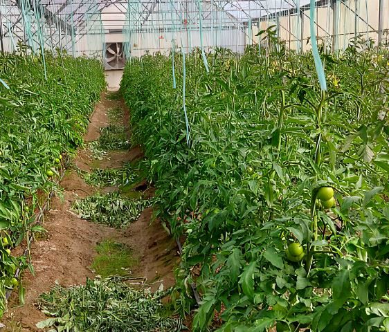 سرمایه‌گذار متقاضی احداث گلخانه‌ در اصفهان منتظر تسهیلات هستند
